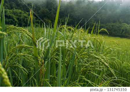 Green rice plants and rice ears in the field in the morning Green rice plants and rice ears in the field in the morning 131745350
