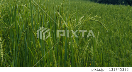 Green rice plants and rice ears in the field in the morning Green rice plants and rice ears in the field in the morning 131745353