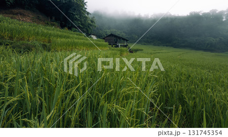 Green rice plants and rice ears in the field in the morning 131745354
