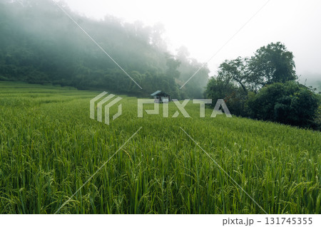 Green rice plants and rice ears in the field in the morning 131745355