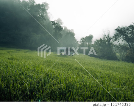 Green rice plants and rice ears in the field in the morning 131745356