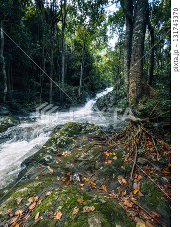 Small streams and waterfalls in a lush forest. Nature and environmental images. Small streams and waterfalls in a lush forest. Nature and environmental images. 131745370