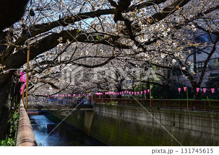 目黒川 桜まつり 目黒川 桜まつり 131745615