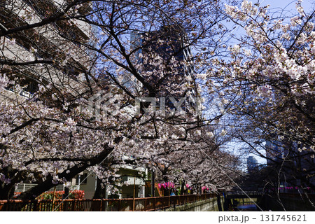 目黒川　桜まつり 131745621