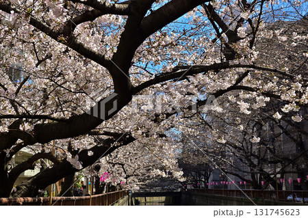 目黒川 桜まつり 目黒川 桜まつり 131745623