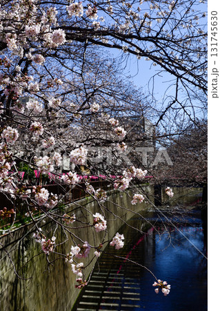 目黒川 桜まつり 目黒川 桜まつり 131745630