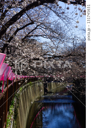 目黒川 桜まつり 目黒川 桜まつり 131745631