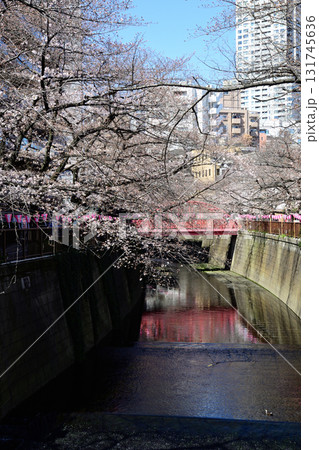 目黒川　桜まつり 131745636