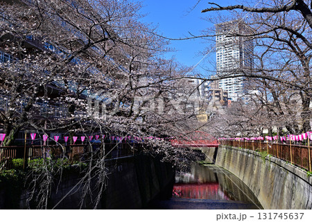 目黒川 桜まつり 目黒川 桜まつり 131745637