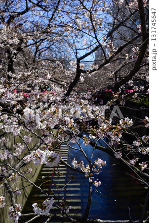目黒川 桜まつり 目黒川 桜まつり 131745647