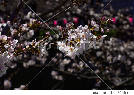 目黒川 桜まつり 目黒川 桜まつり 131745650