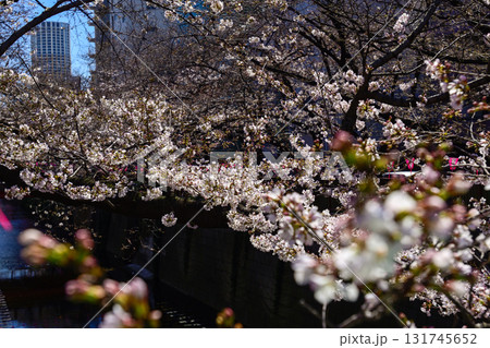 目黒川 桜まつり 目黒川 桜まつり 131745652