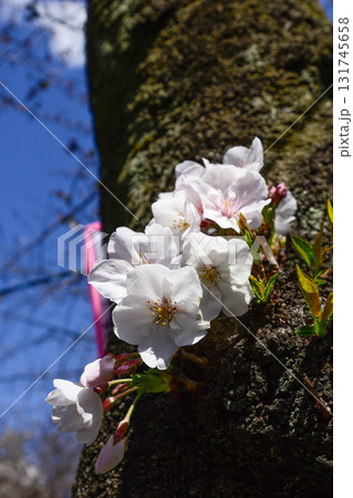目黒川 桜まつり 目黒川 桜まつり 131745658