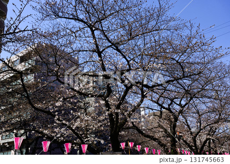 目黒川　桜まつり 131745663