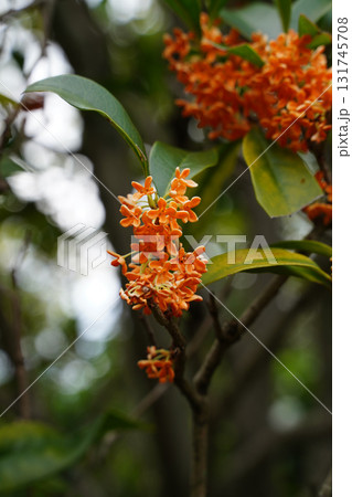 京都の街路に咲く金木犀の花 京都の街路に咲く金木犀の花 131745708