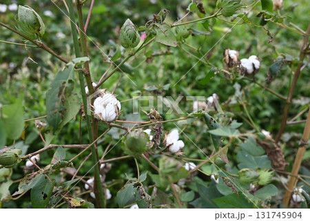 綿花が実る木 綿花が実る木 131745904