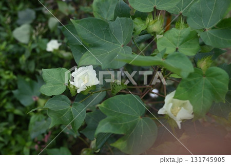 ワタ（綿）の花 131745905