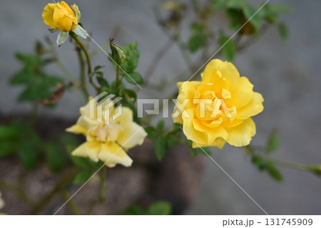 黄色い秋バラ 黄色い秋バラ 131745909