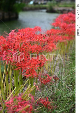 連なる彼岸花 131745910