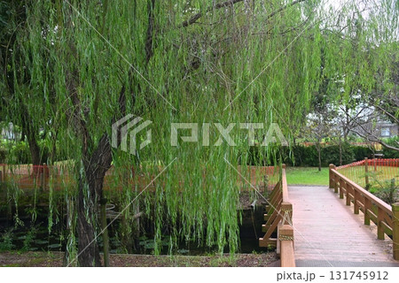 柳と木橋 131745912