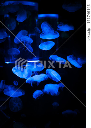 暗闇の中のネオンクラゲ 暗闇の中のネオンクラゲ 131746148