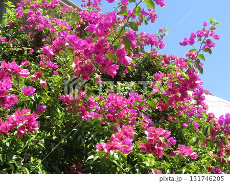 花の美術館温室入り口のブーゲンビリアの桃色の花 131746205