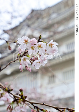 千葉市立郷土博物館（千葉城）の桜 131746257