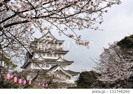 千葉市立郷土博物館(千葉城)の桜 千葉市立郷土博物館(千葉城)の桜 131746260