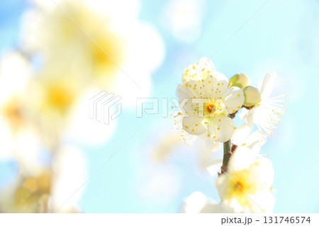 白梅の花満開に咲く 131746574