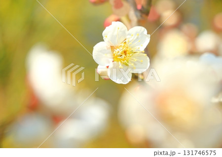 白い梅の花咲く 白い梅の花咲く 131746575
