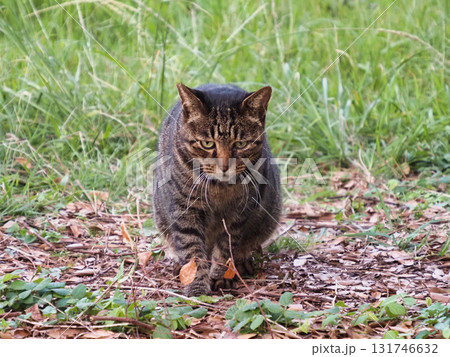 振り返る猫 振り返る猫 131746632