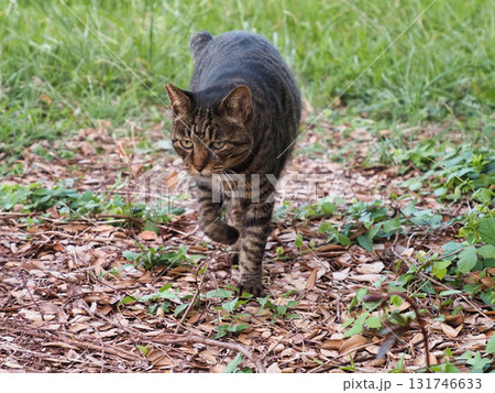 振り返る猫 振り返る猫 131746633