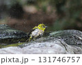 水浴びしているメジロ 131746757
