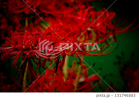 ＜五島の風景＞秋の草原に咲くヒガンバナ 131746883