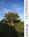 大きな木と鹿 131746898