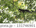 細い枝の上を移動するリス 131746901