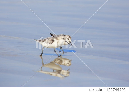 仲良く歩く2羽のミユビシギ 131746902