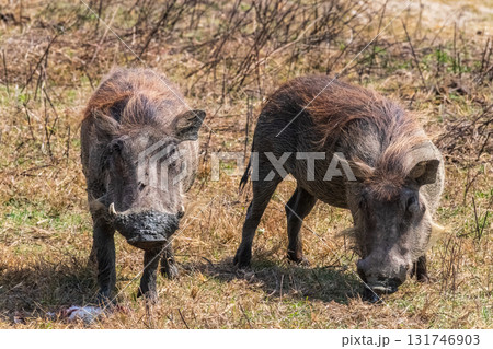 Warthogs in the Ngogogoro Warthogs in the Ngogogoro 131746903