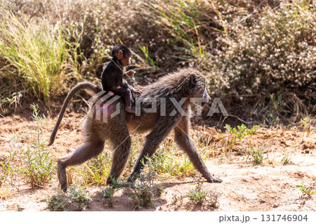 Baboons in Samburu national reserve 131746904