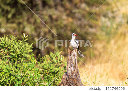 Red-billed hornbil in Samburu national park Red-billed hornbil in Samburu national park 131746906