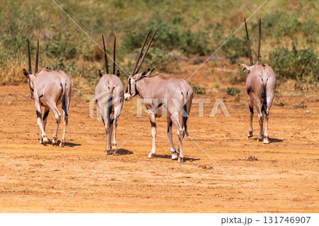Oryx in Samburu National Reserve 131746907