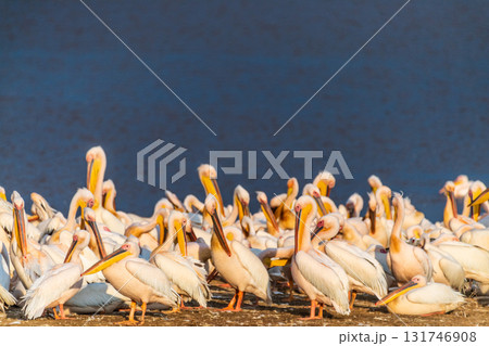 Pelicans near Laka Nakuru Pelicans near Laka Nakuru 131746908