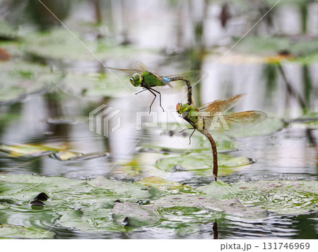 水面を飛ぶギンヤンマのペア 131746969
