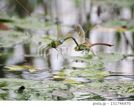 水面を飛ぶギンヤンマのペア 水面を飛ぶギンヤンマのペア 131746970