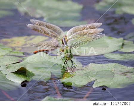 睡蓮にとまり産卵するギンヤンマのペア 131747003