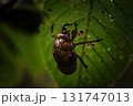＜素材＞夏の夜明けのセミの抜け殻 131747013