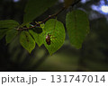 ＜素材＞夏の夜明けのセミの抜け殻 131747014