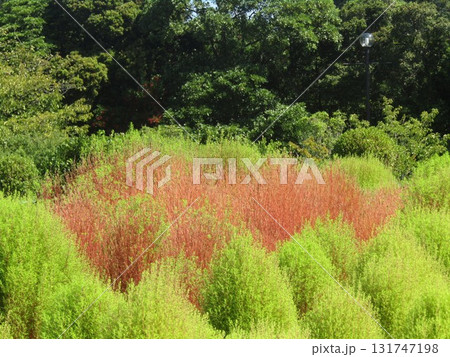 色付き始めたコキア 131747198