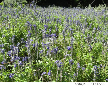 花の美術館前のブルーサルビアに綺麗な花 花の美術館前のブルーサルビアに綺麗な花 131747200