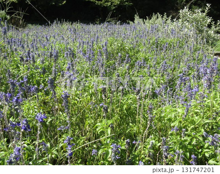 花の美術館前のブルーサルビアに綺麗な花 花の美術館前のブルーサルビアに綺麗な花 131747201